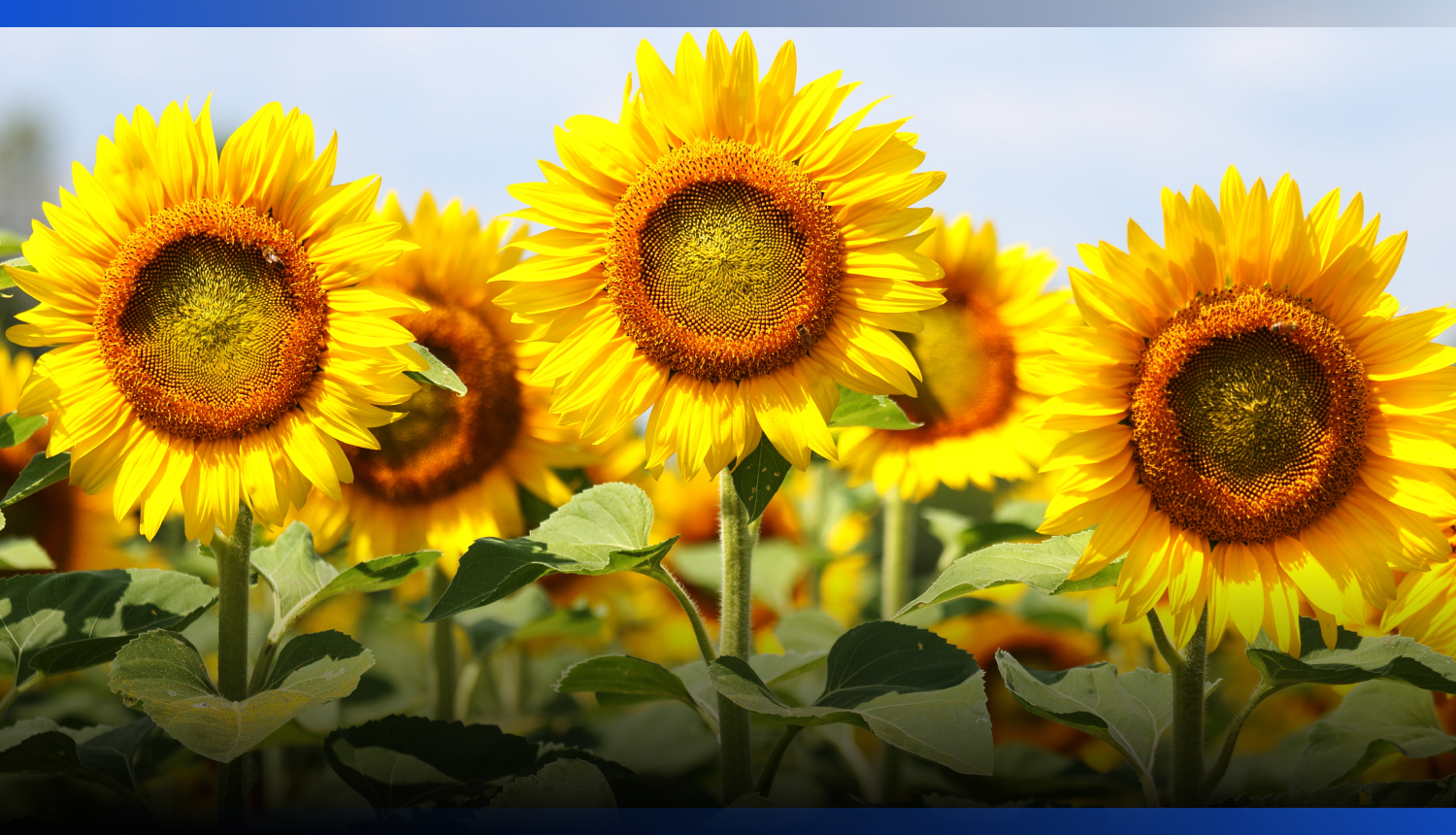 Image for В Казахстане меняют структуру посевов: сокращают пшеницу и наращивают масличные